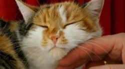Tier entlaufen Katze wird gestreichelt