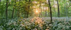 baerlauch-wald-sonne-forest