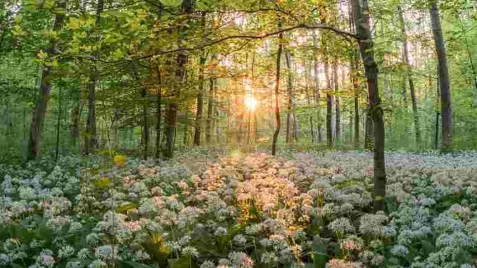 baerlauch-wald-sonne-forest