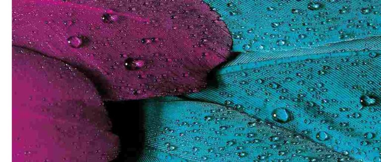Selbsterforschung-federn-farben-plumage