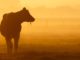 sonnenuntergang-cow