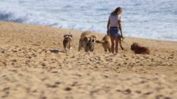 Hundebegegnungen Frau am Strand mit Hunden