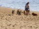 hunde-strand-frau-begegnung-dogs