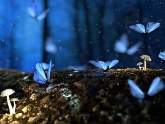 Traumdeutung Schmetterlinge