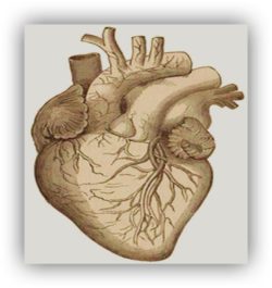 Herz-Mehrdad-Noorani