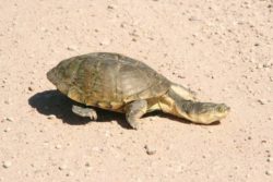 Denkanstöße durch Naturerlebnisse schildkroete