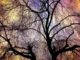 baum-weide-himmel-weeping-willow