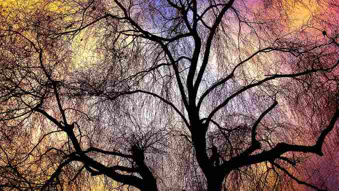 baum-weide-himmel-weeping-willow