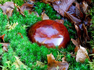 Karneol-1-Anja-Tochterrmann