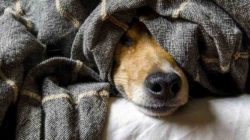 Herausforderung Angsthund angst hund dog