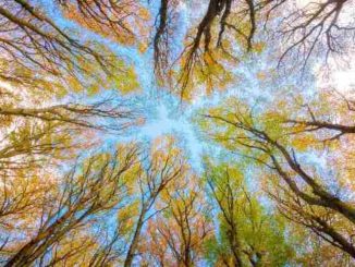 synchronizitaet-baeume-herbst-himmel-trees