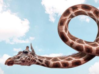 verdrehte-tatsachen-giraffe