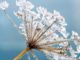 Blume-Eis-Wahrhaftigkeit-meadow-hogweed