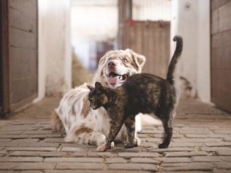 hund-katze-stallgasse-tierkommunikation-dog