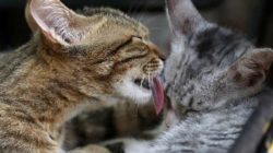 Wie dein Tier die Welt sieht Katzen Liebe schmusen
