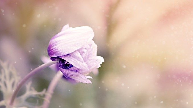 natur-anemone