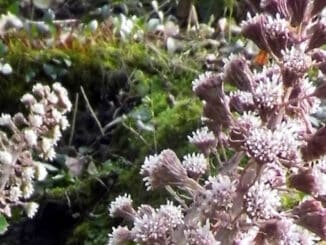 Pestwurz ines siri trost