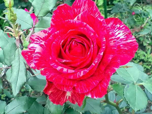 Shih-Yu Fang-rose