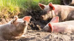 glueckliche-schweine-zukunftsvision-emanuell-charis