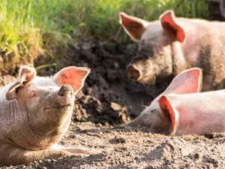 glueckliche-schweine-zukunftsvision-emanuell-charis