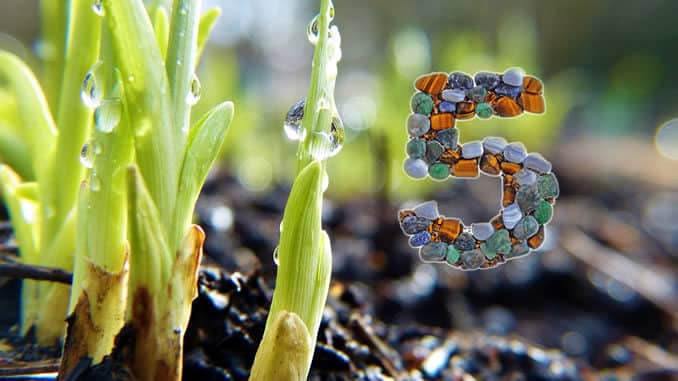 pflanze-tropfen-shoots