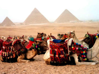 PYRAMIDEN-Kamele-Roland-Ropers-1999