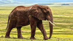 Mentale Etiketten elefant elephant