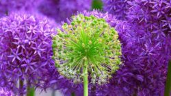 alles ist perfekt blumen flowers