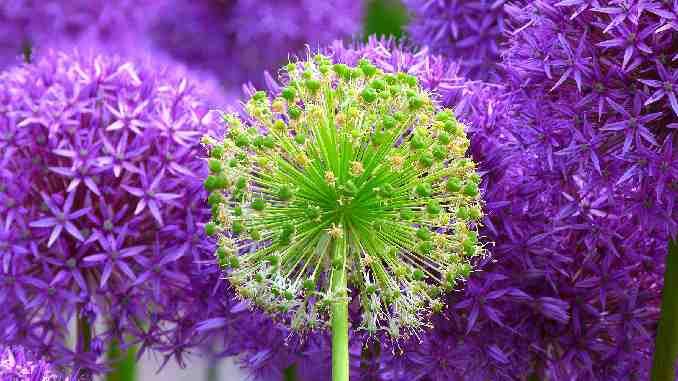 perfekt-blumen-flowers