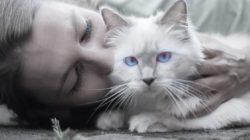 Stress mit deinem Tier Tierkommunikation entschärfen frau katze 