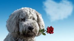 Wie Vergebung vollständig gelingen kann hund rose 