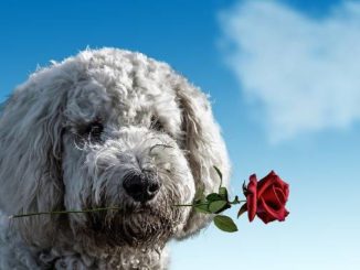 hund rose schuld suehne valentines day