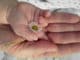 kind-hand-blume-hands
