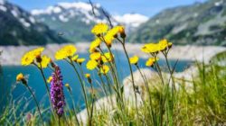 ayurveda-kraut-gewuerze-blumen-flower