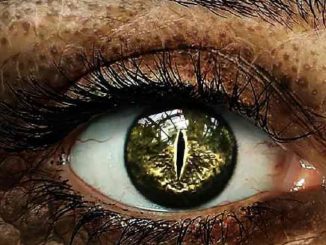 echsen menschen auge crocodile