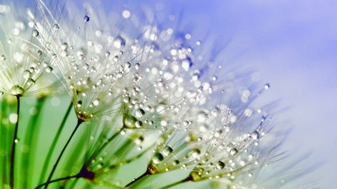 Christiane Gießbach spirituelles Heilen dandelion
