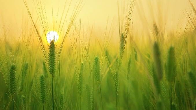 getreide sonne barley field