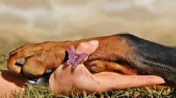pfote hund hand paw dog