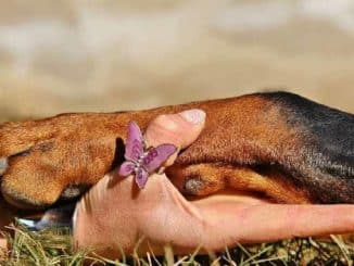 pfote hund hand paw dog