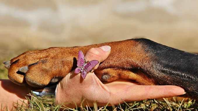 pfote hund hand paw dog