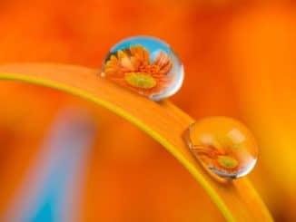 tropfen blumen verbundensein flower