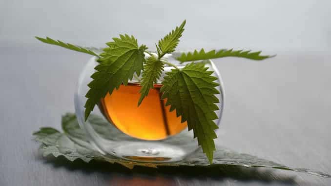 brennnessel kraeuter