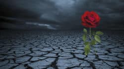 AMORC Coronavirus rose steppe