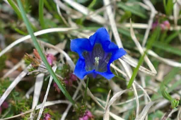 Sprung über den Abgrund waltraud hoenes blau-bluete
