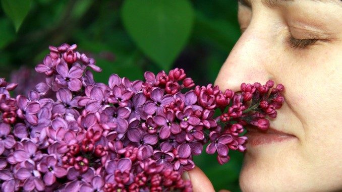 Sinn des Lebens lilac