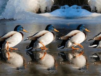 enten eis veranstaltung kalender