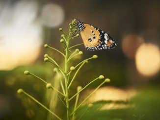 schmetterling blume butterfly