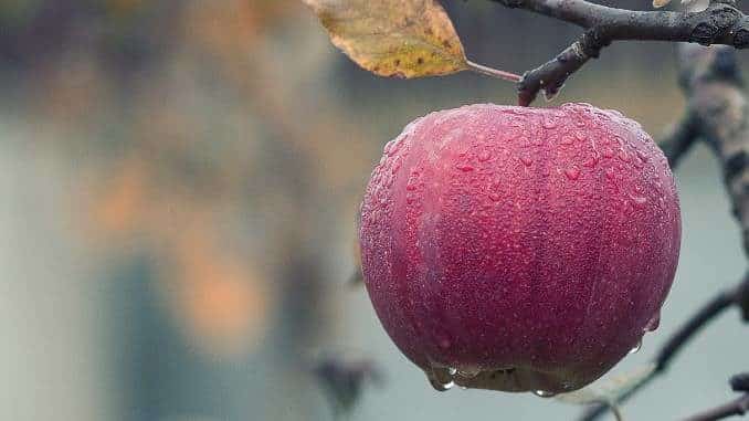 apfel regen apple