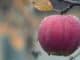 apfel regen apple