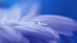 blume tropfen fantasy